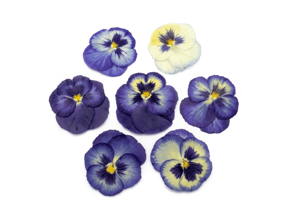 Виола обезвоженная Blue abyss — плоский цветок 10 штук