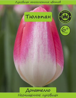 Тюльпан Луковица, Донателло, 6+ шт