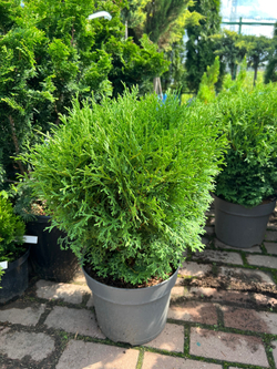 Туя западная Tiny Tim (Тини Тим) 30-40 см