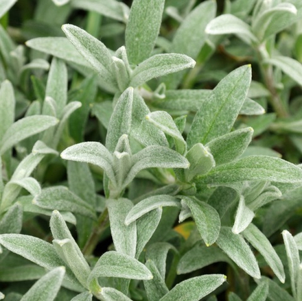 Ясколка биберштейна. Cerastium biebersteinii.