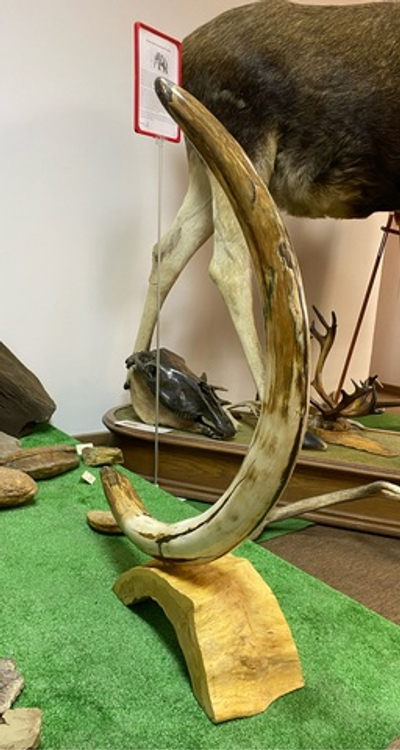 Бивень мамонта "Свет и тьма"