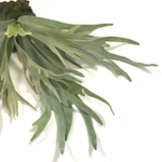 Платицериум 48 см