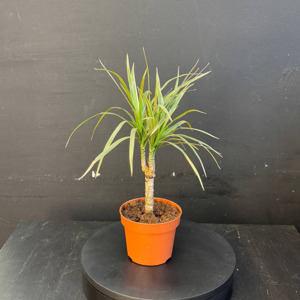 Драцена Маргината (Dracaena marginata) или Драконово дерево
