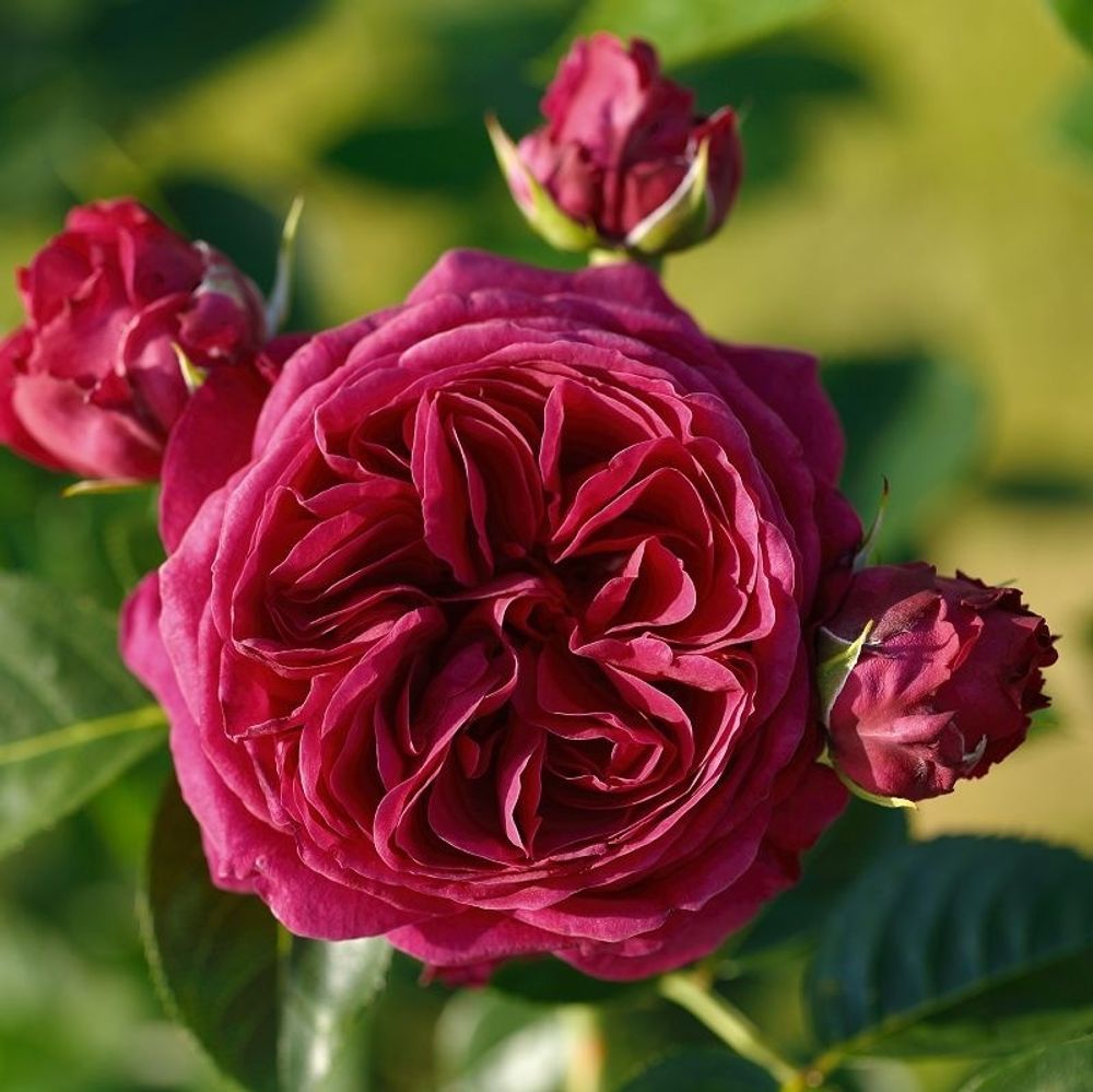 Роза чайно-гибридная Мариетта