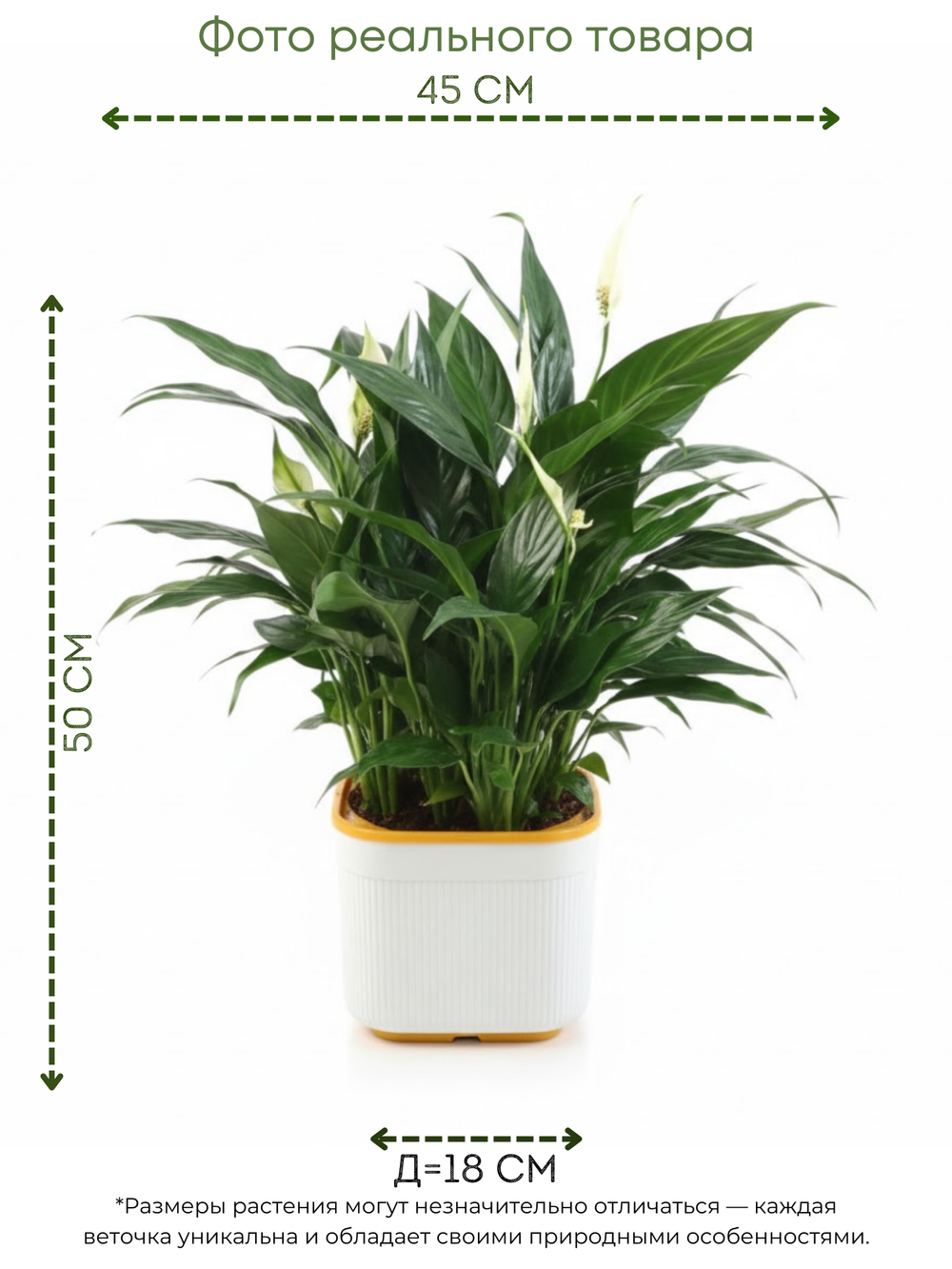 Спатифиллум Light Luxury Crown