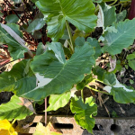 Алоказия OKINAWA