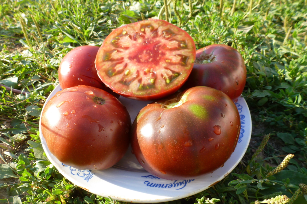 Помидоры – Фермерский Чёрный