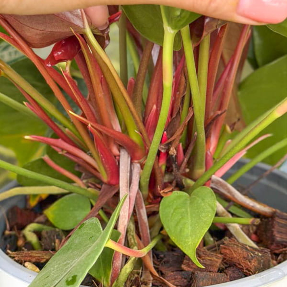 Антуриум Андре CORAL CHAMP