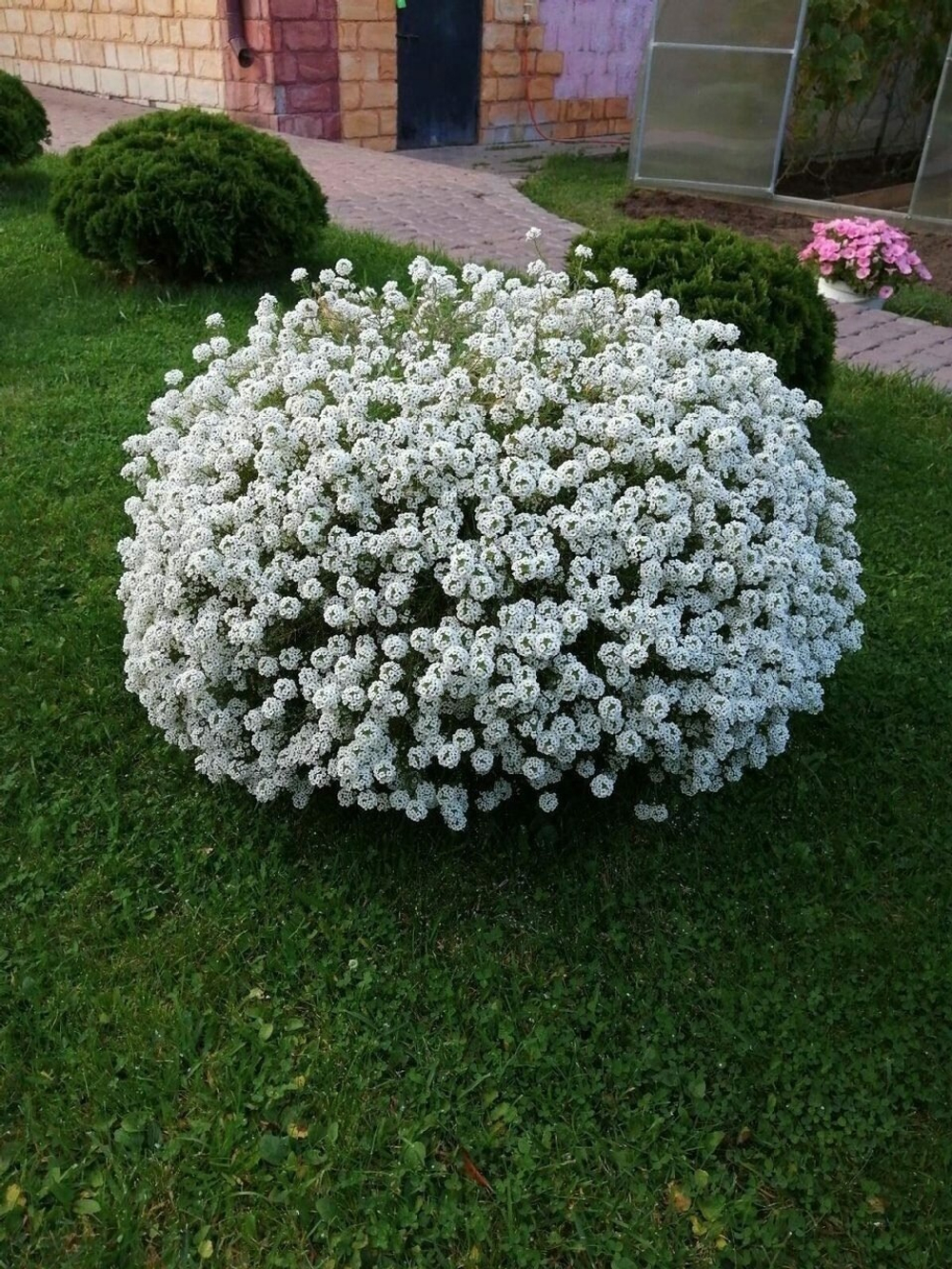 Ал1 Алиссум Snow Princess