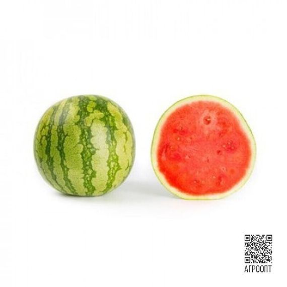 КИДМАН F1 семена арбуза (Rijk Zwaan | Alexagro)