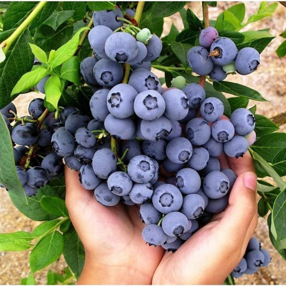 Голубика Патриот