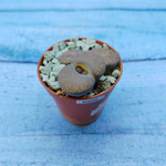Lithops sp. (Литопсы)