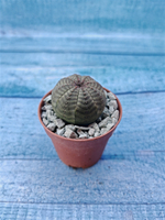 Суккулент Euphorbia Obesa (Эуфорбия)
