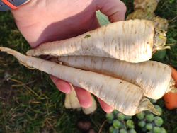 Корень петрушки чищеный