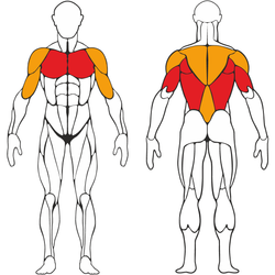 Пресс-брусья профессиональные Серый