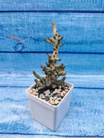 Tylecodon Buchholzianus (Тилекодон)