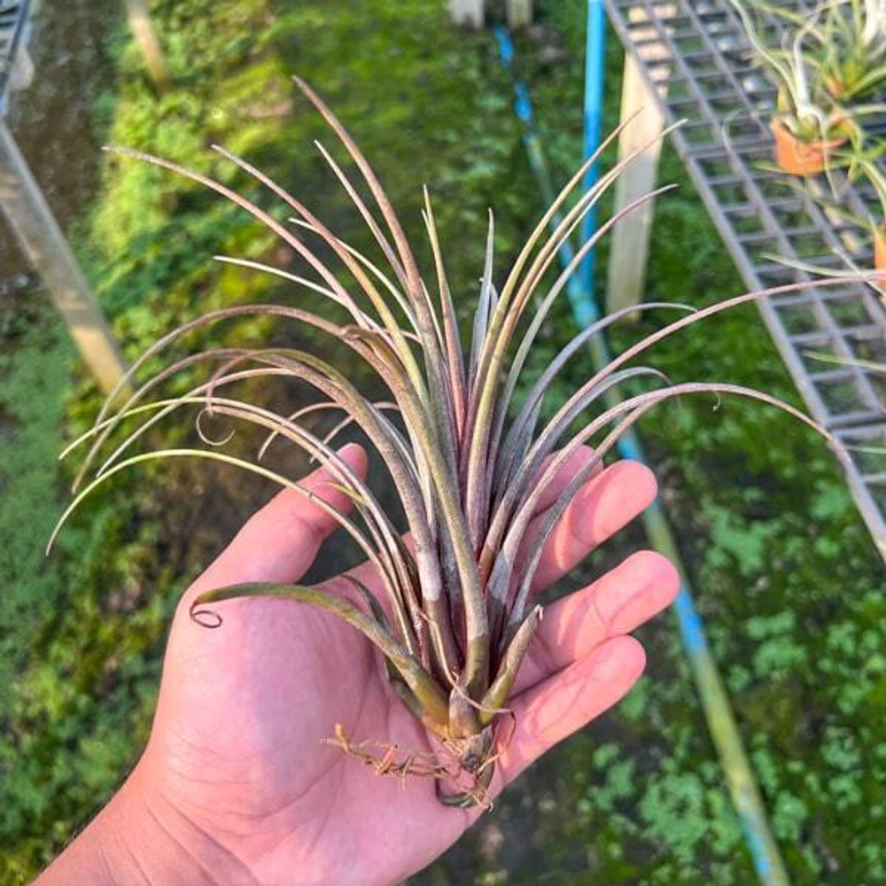 Тилландсия Timm's Outburst (capitata v. domingensis x ionantha Fuego) (T71)