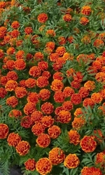 Семена Бархатцы отклоненные Брокада ред 0.2 гр (УД) Е/П