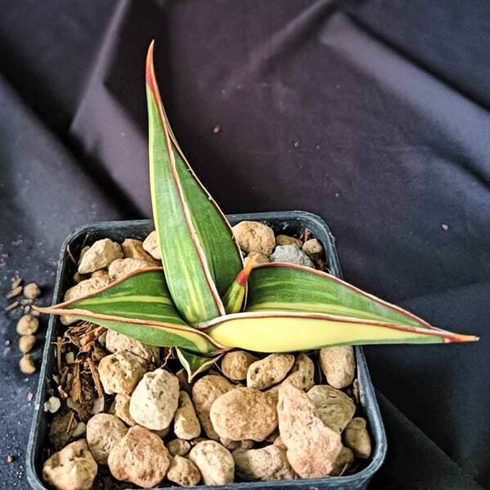 Сансевиерия RORIDA VAR