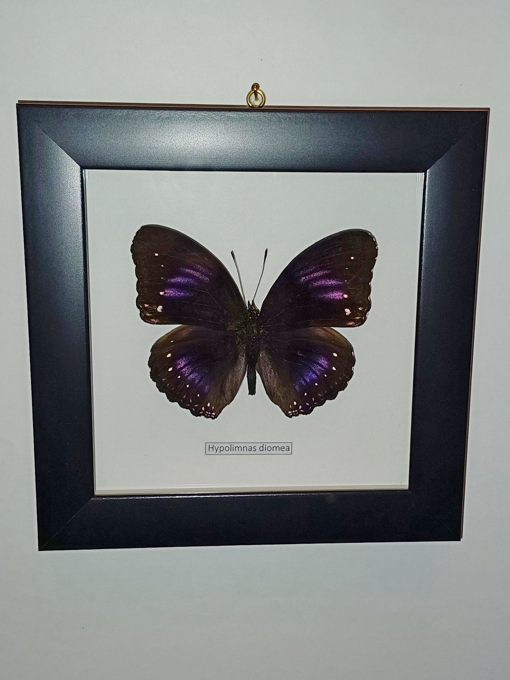 Бабочка Hypolimnas diomea в рамке
