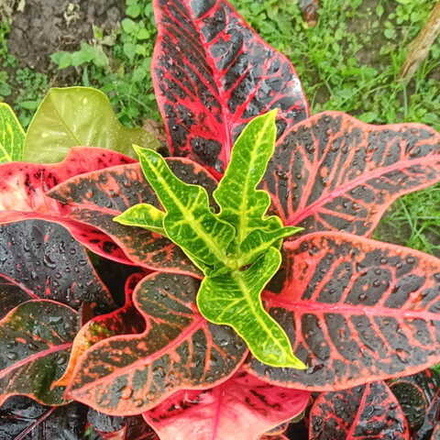 Кротон DWANGSA