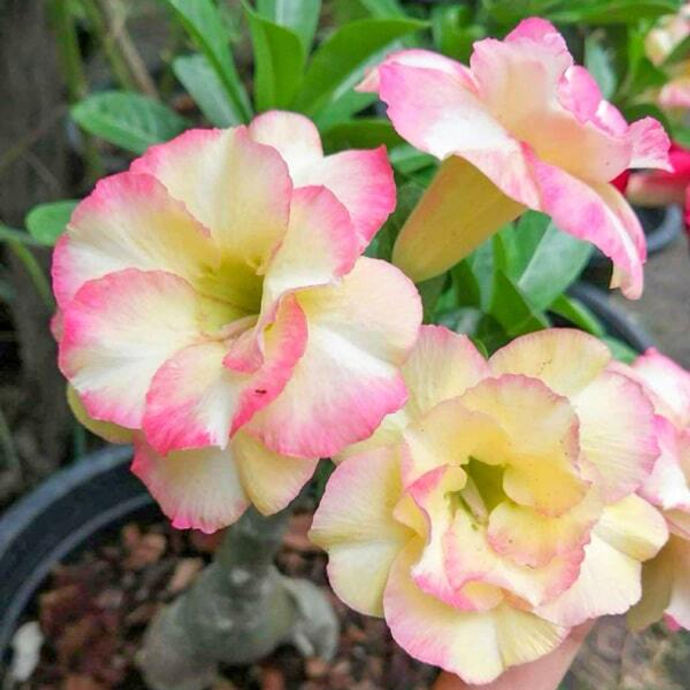 Адениум BANBURI