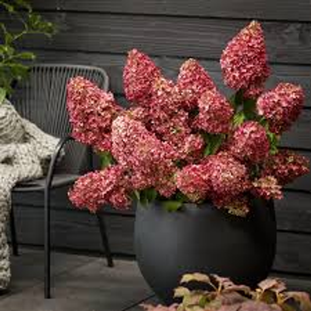 Гортензия метельчатая Меджикал Монте Верде(3/6 веток) Закупка М59 апрель 2026