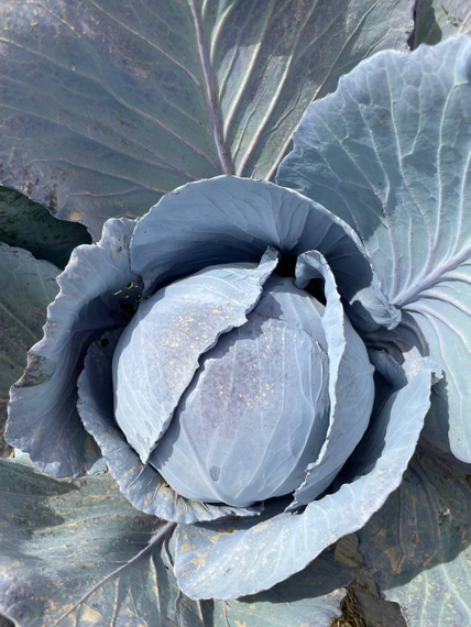 Редма F1 семена капусты краснокочанной Rijk Zwaan-Райк Цваан купить оптом – фото 4