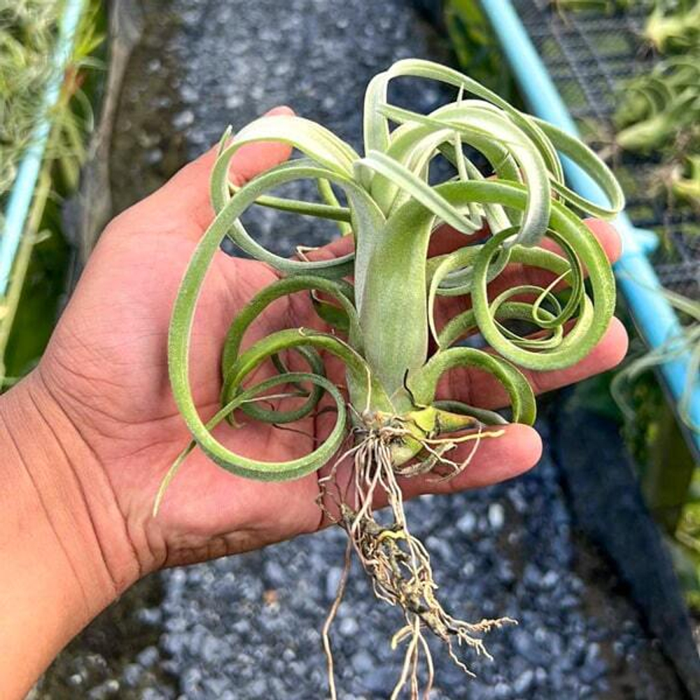 Тилландсия Curly Slim (streptophylla x intermedia)