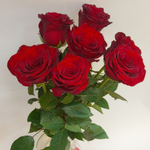 Роза красная Explorer