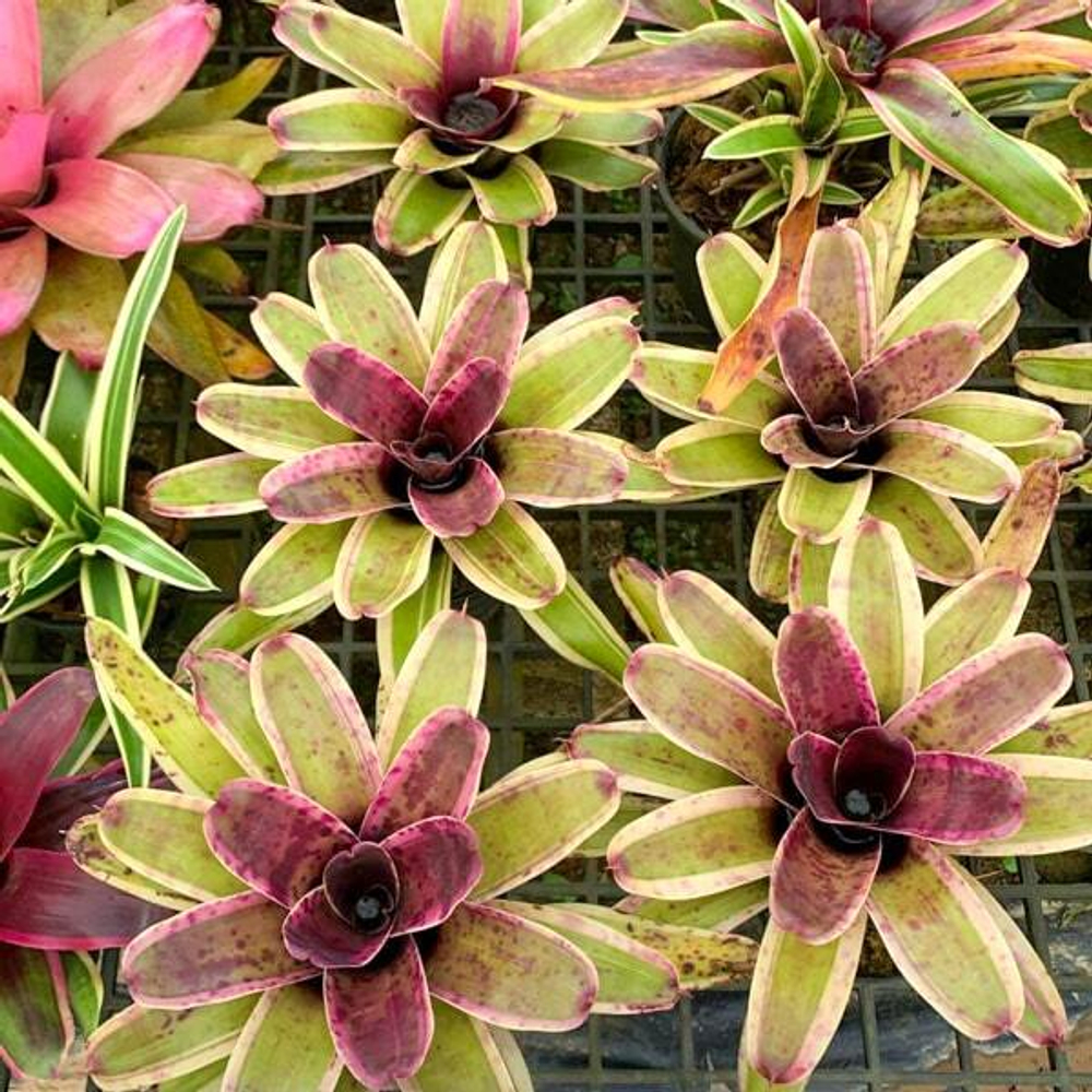 Неорегелия MENTRIOZA