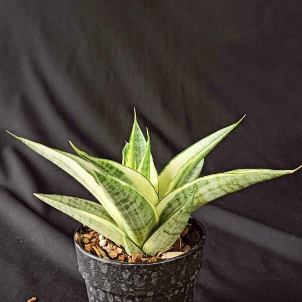 Сансевиерия GABRIELLA WHITE VAR