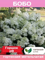 Бобо гортензия метельчатая