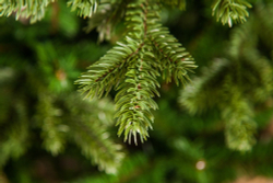 Ель Царская 100% литая 230см зеленая Triumph Tree