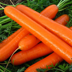 Брилианс F1 семена моркови нантской (Nunhems / Нюнемс)