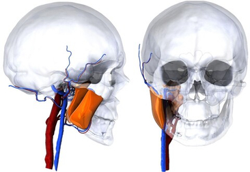 Биоинженерия