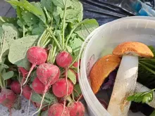 СЕЛЕСТА F1 семена редиса (Enza Zaden | Alexagro)