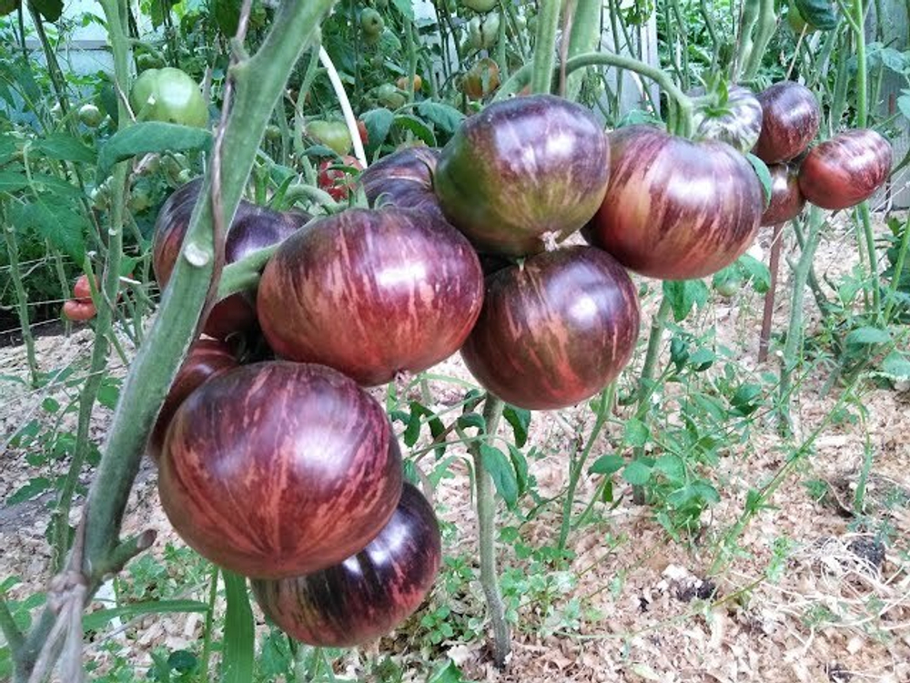 Бифштекс Марши Marsha’s Starfighter Beefsteak