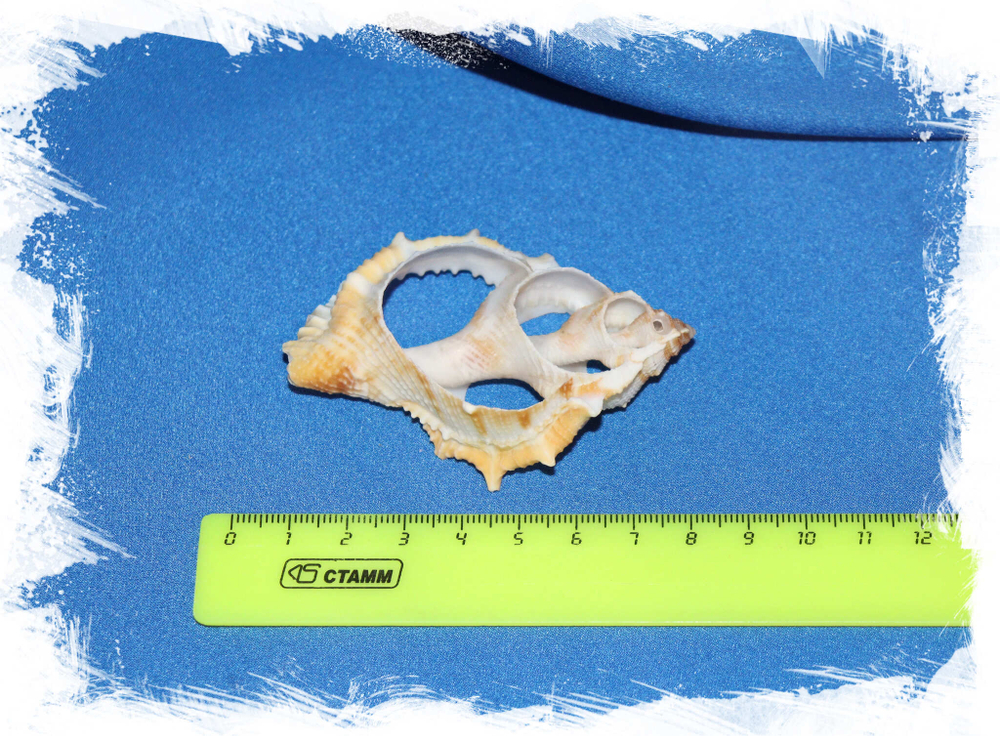 Срез ракушки Бурса 7 см