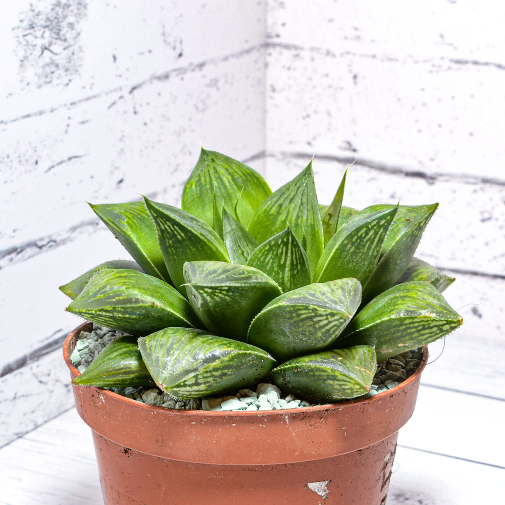 Haworthia Mirabilis hybrid (Хавортия)