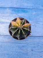 Gymnocalycium Variegata (Гимнокалициум Вариегатный)
