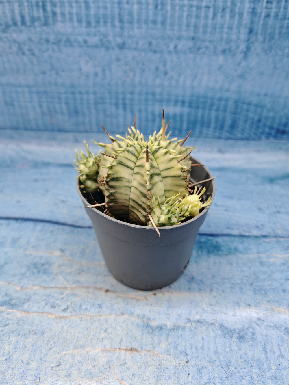 Euphorbia meloformis f. Variegated (Эуфорбия вариегатная)