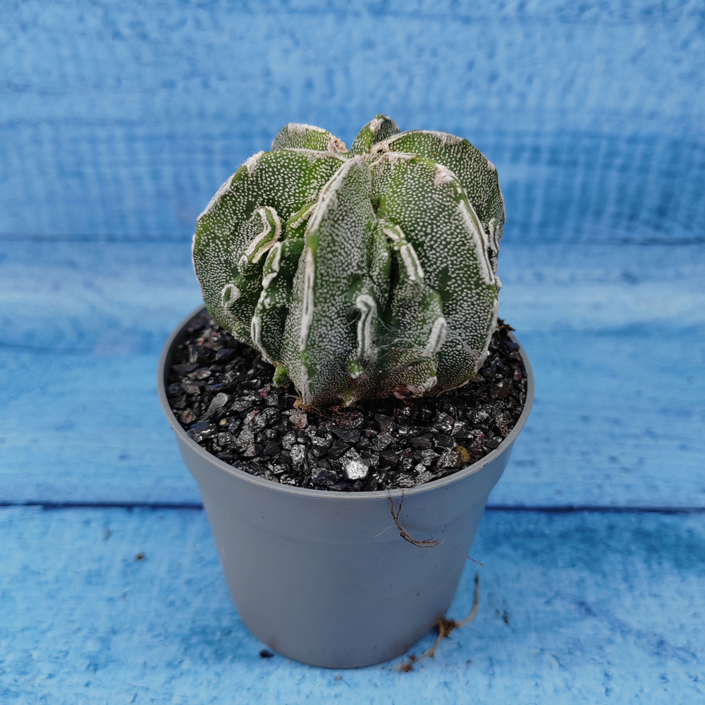 Astrophytum Myriostigma cv. Fukuryu (Астрофитум)