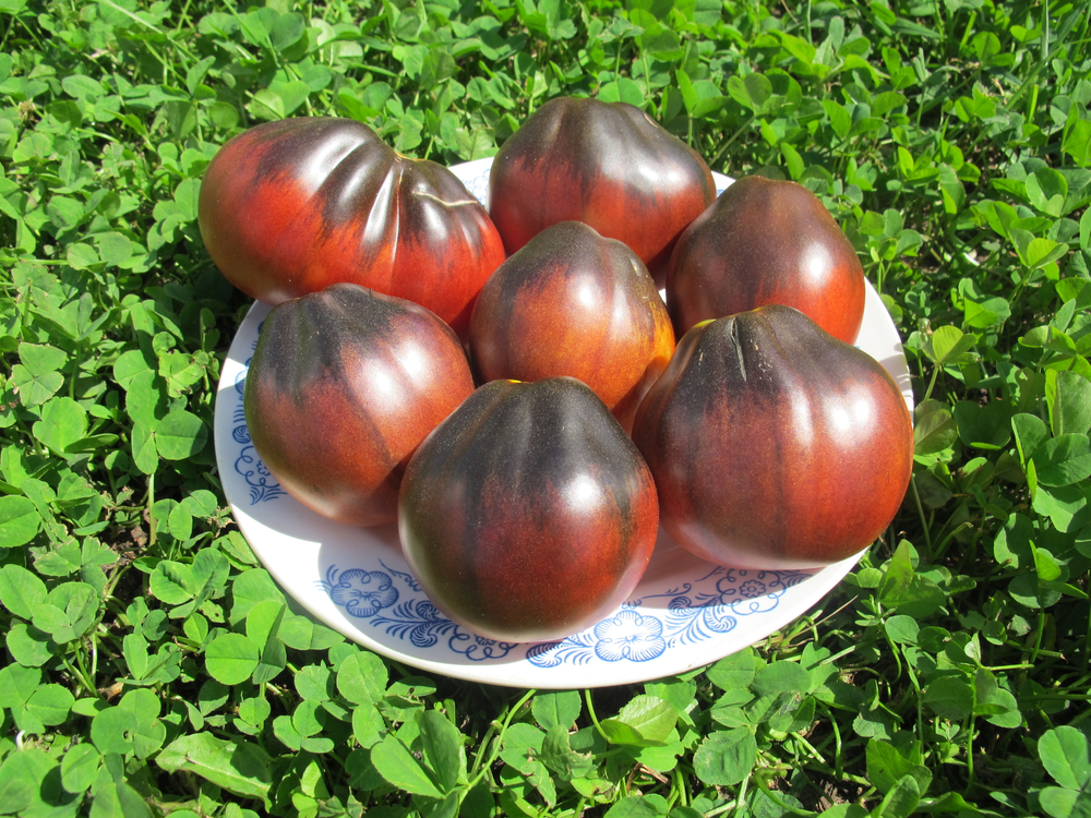 Помидоры Синяя Груша - Blue Pear