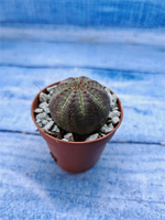 Euphorbia Obesa (Эуфорбия)