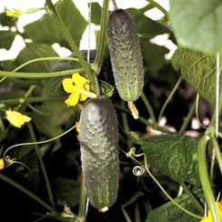 АТЛАНТИС F1 семена огурца (Bejo | Alexagro)