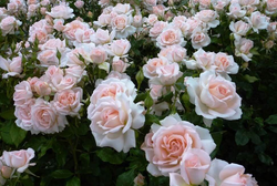 Роза Чандос Бьюти С7 Закупка М57 июнь 2026