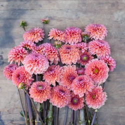 Георгин Daisy Duke (корень) Закупка М55 апрель 2026