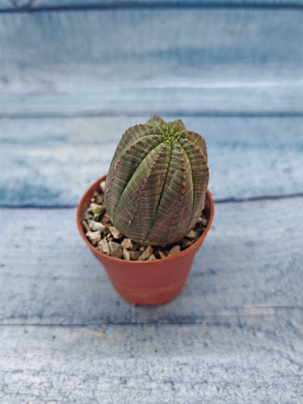Euphoria Obesa (Эуфорбия)