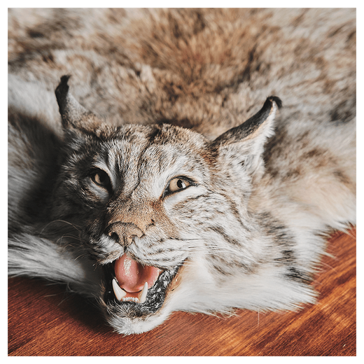 Шкура рыси «Рысь»